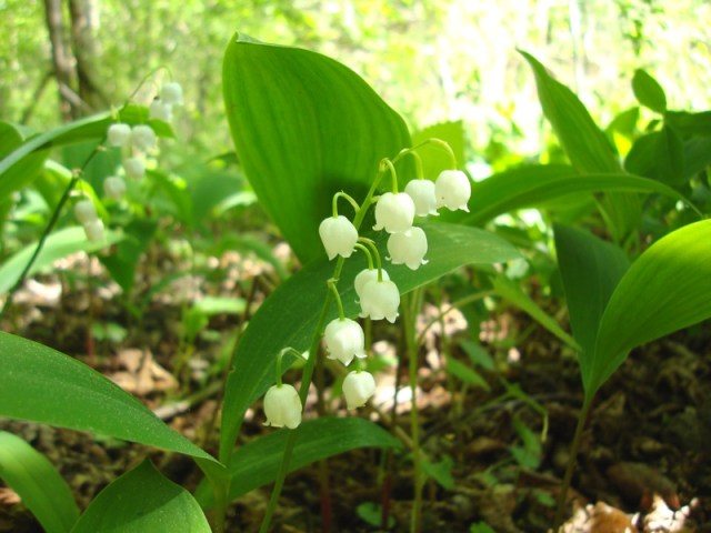 Muguet