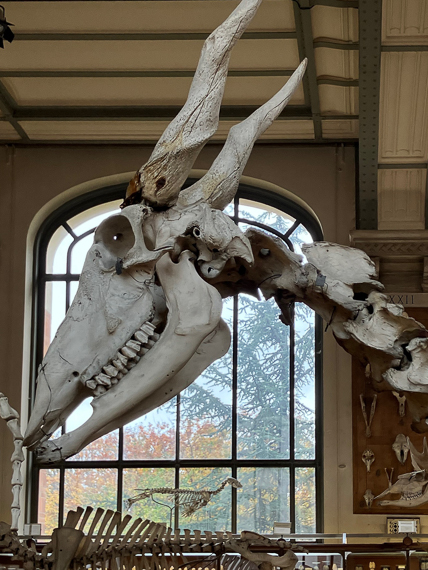 Jardin des Plantes de Paris